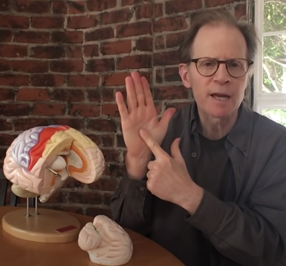 Hand Model of the Brain – Dr. Dan Siegel (long version)